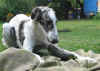 ischyma_hozette_6mo3.jpg (63759 Byte)