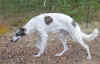 ischyma_hozette_7mo1.jpg (61518 Byte)