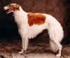 inuska_de_pinedo.jpg (73770 Byte)