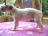 jamarqui_angora_4w.jpg (28992 Byte)