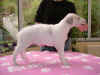 jamarqui_angora_5w.jpg (25434 Byte)