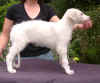jamarqui_angora_6w.jpg (23917 Byte)