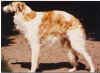 maiakovski_csar_holstein.jpg (72070 Byte)