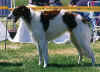 milva_2j.jpg (106902 Byte)