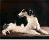 nonsuch_caliope.jpg (82346 Byte)