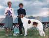 starborough_tansy.jpg (57432 Byte)