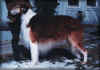 stillwater_shenandoaii.jpg (53539 Byte)