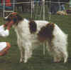 yadasar_orlando_at_labinska.jpg (44602 Byte)